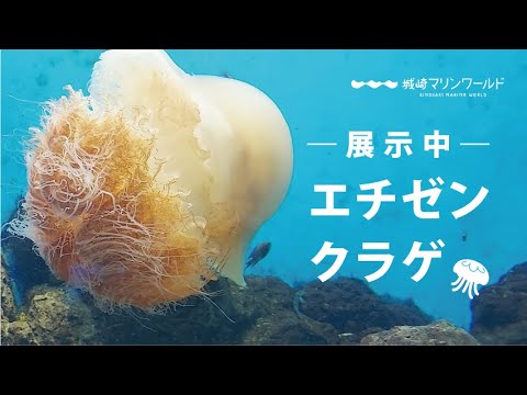 世界最大級のクラゲ エチゼンクラゲを展示中 Youtube 世界最大級のクラゲ エチゼンクラゲを展示中 Youtube