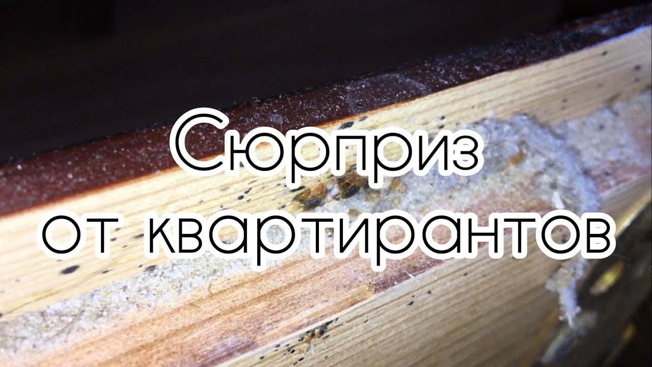 Сюрприз от квартирантов (Уничтожение клопов в СПб 2023 02) - YouTube