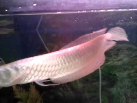 Arowana Growth Chart