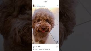 木村拓哉 インスタグラム ストーリーズ @takuya_kimura_takuya @kudo_shizuka @koki @cocomi_553_official