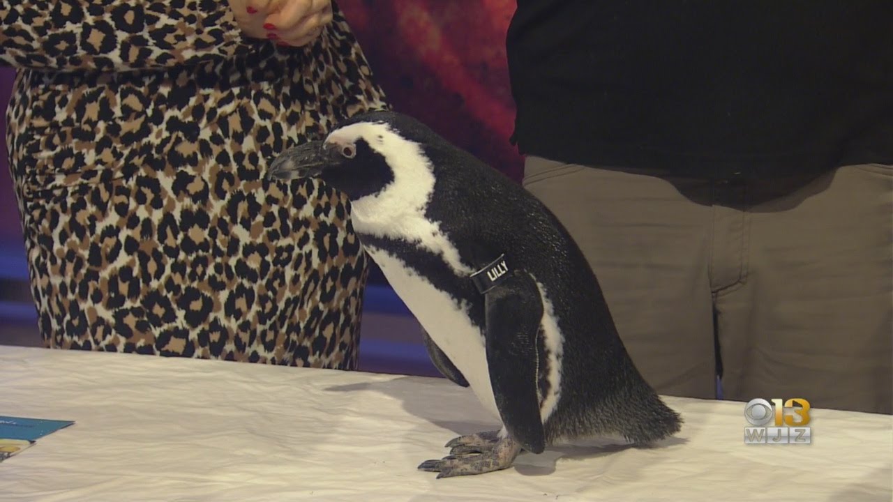 Maryland Zoo Hosting Family Fun Events This Holiday Season