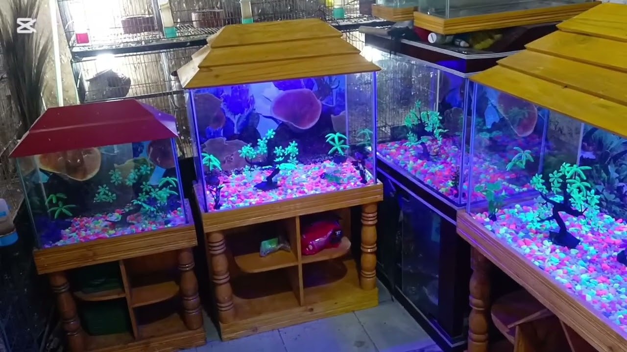 টাঙ্গাইল রাসেল বার্ড হাউজজে চলে আসলাম লোকেশন টাঙ্গাইল পুরাতন বাস স্ট্যান্ড ভিক্টোরিয়া রোড