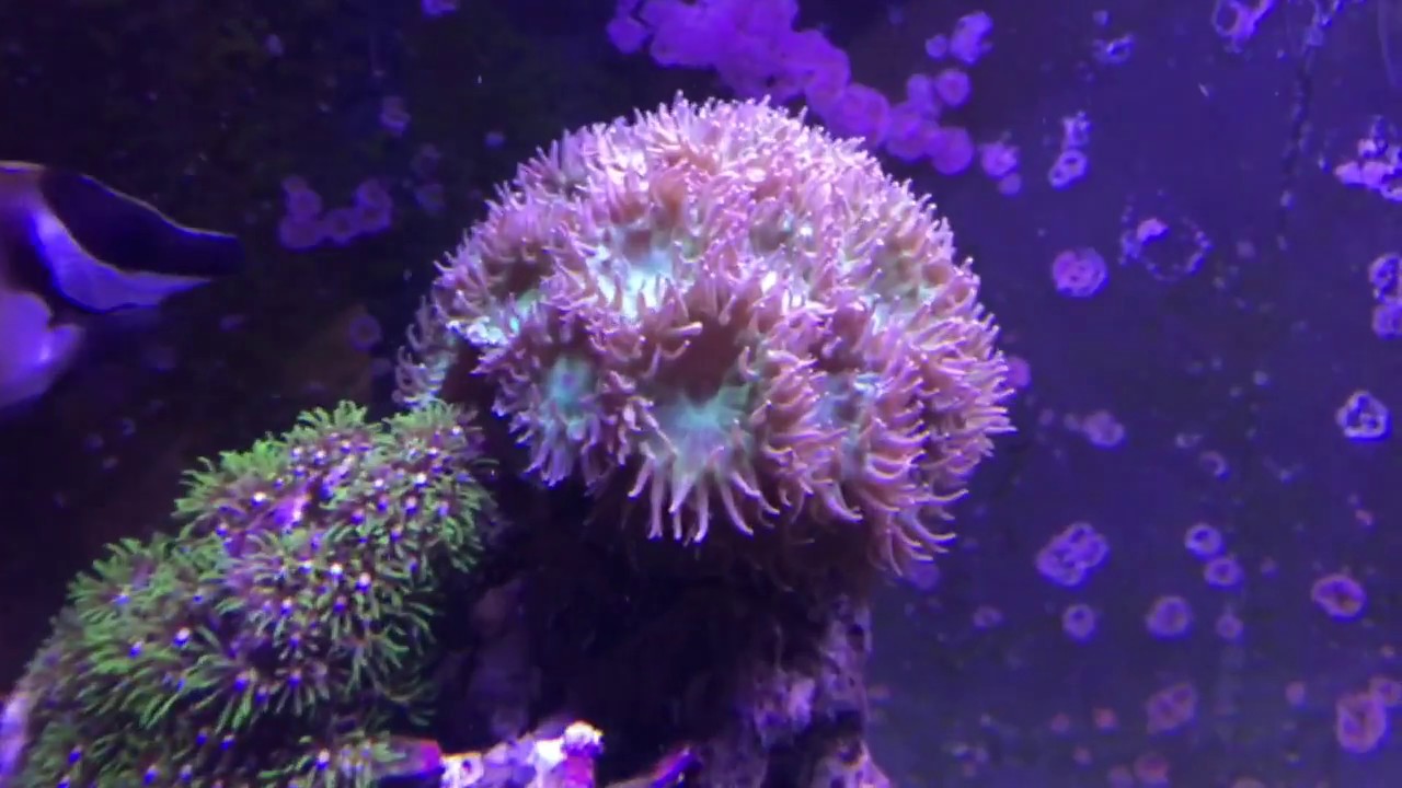 Corals with Finnex LED saltwater tank lighting YouTube