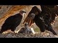 Giant Bird Species That Nearly Went Extinct in North America