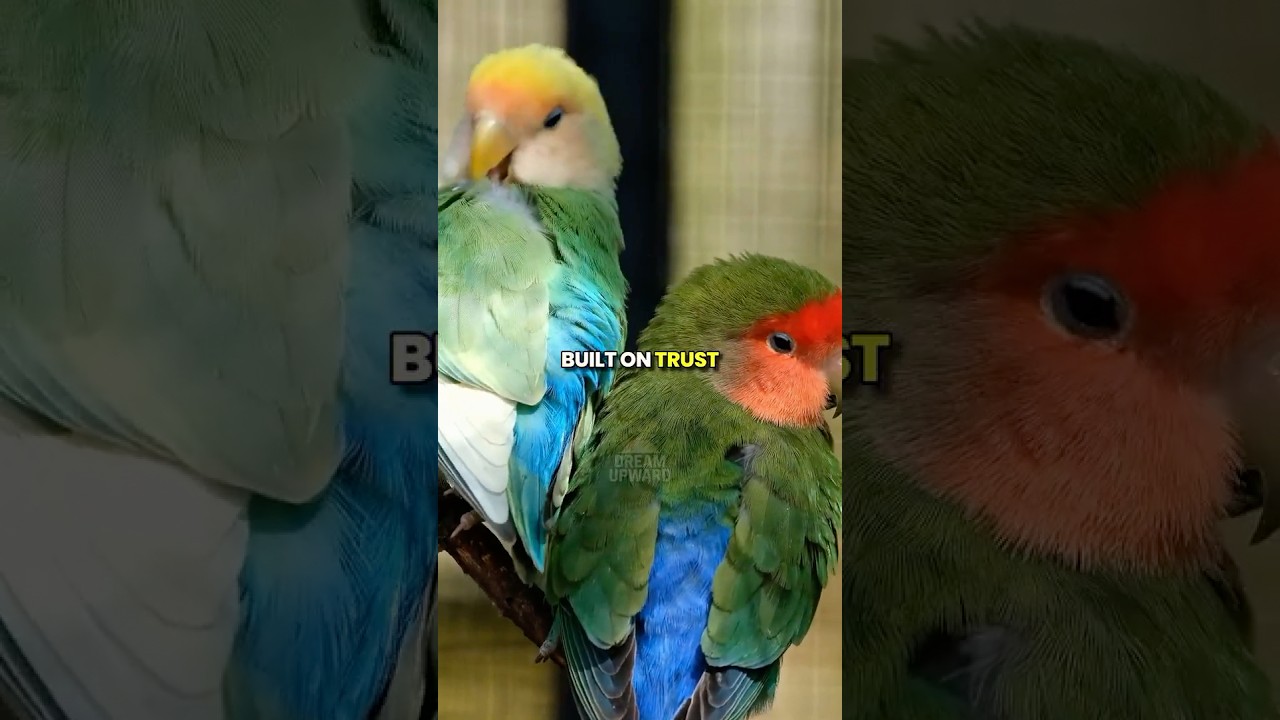 The Meaning of Lovebirds! 🕊️