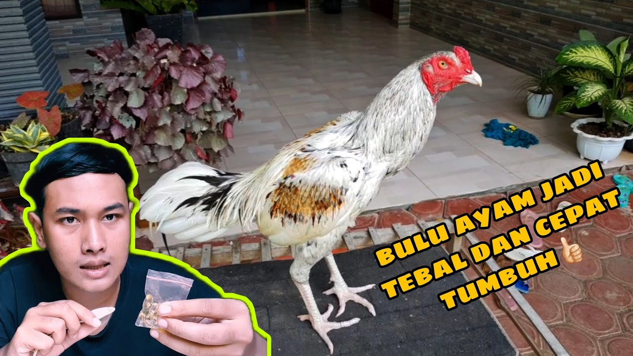 Pertumbuhan Bulu pada Ayam