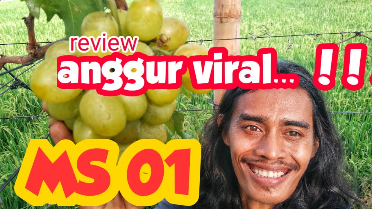 Anggur viral 2024 ...  MS 01 ...‼️‼️‼️