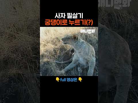 맹수의 묵직한 한 방🦁 #애니멀봐 #shorts