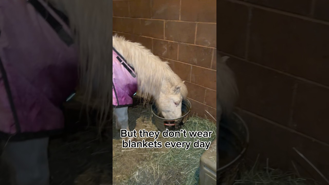 Is it too cold for them? ❄️ Testing the 20° Rule with some very grainy noses! 🐎 