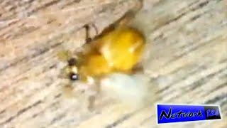 June bug trying to fly upside down - (slo-mo)