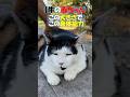 【闘牛😺】　牛のような猫が闘牛スタイルでジャンプ。この体でこの身体能力。ジャンプ前の地面を蹴る仕草もまさに闘牛！　黒白の柄も牛模様。あだ名は「牛の赤ちゃん」　#shorts