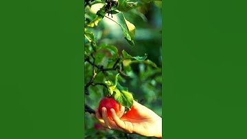 Apple harvest  #fruit #planttomatoes #harvesting #farming #agriventure #fruitharvesting #shors