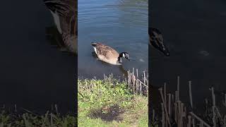 Canadian Goose BLOWING BUBBLES SWIMMING Food  #nature #wildlife #animals #duck #shortvideo #shorts screenshot 2