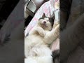 Киця-улибака відпочиває 🤌😸 #cat #catcare #киця #гумор