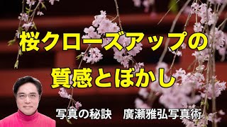 桜クローズアップの質感とぼかし