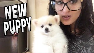 NEW PUPPY! Day In The Life Of SSSniperWolf #8