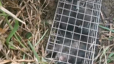 BẪY CHUỘT CỐNG NHUM SAU CƠN MƯA