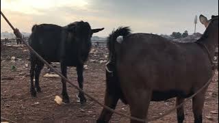 Goat mating part one