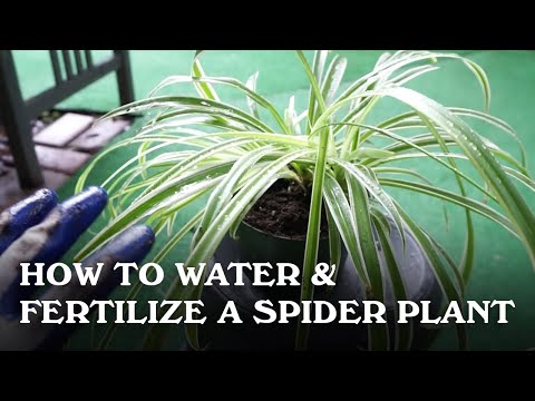 Video: Spider Plant Fertilizer: Information on Fertilizing A Spider Plant