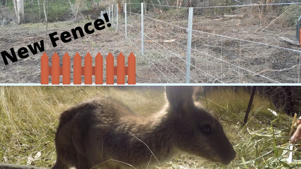 Building new fences and visiting a Wallaby in care - Hobby Farm
