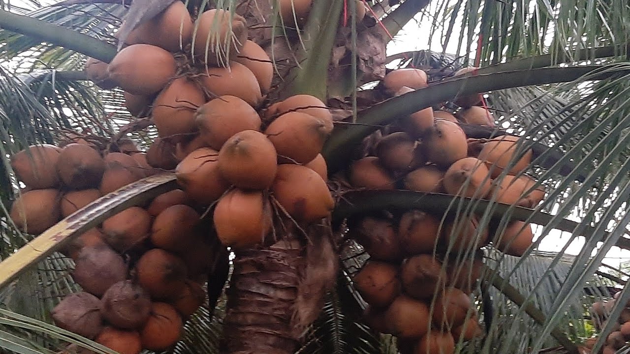 Chia sẽ cách rải phân cho Dừa Mã Lai sau tết 0367942956