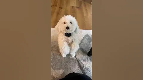 Maxx wants a belly rub!