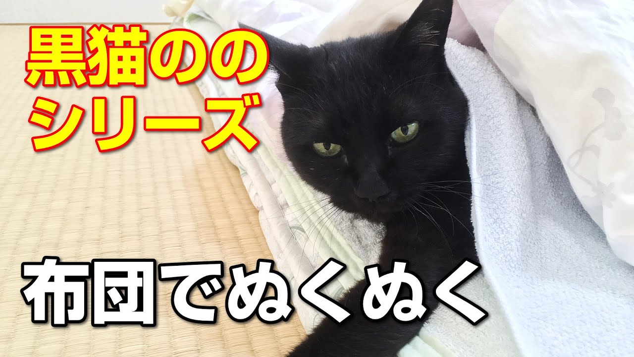 黒猫のの 布団でぬくぬく Youtube