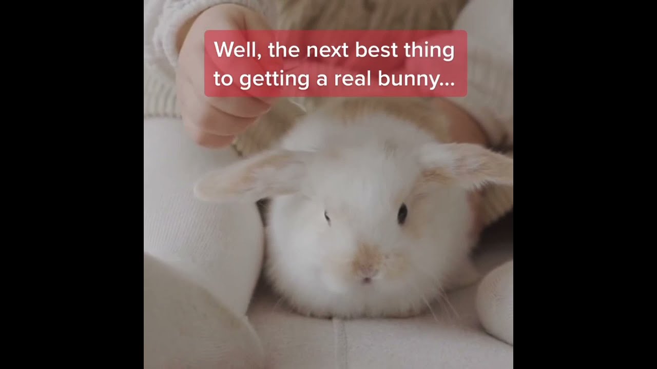 The Best Gifts for Animal Lovers! ❤️🐰