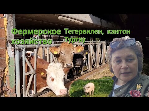 Фермерское хозяйство в Швейцарии, Тегервилен, кантон Тургау, май 2023 - Смотреть видео с Ютуба без ограничений