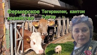 Фермерское хозяйство в Швейцарии, Тегервилен, кантон Тургау, май 2023