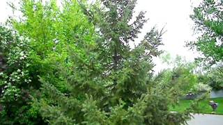 St. Cloud Spring