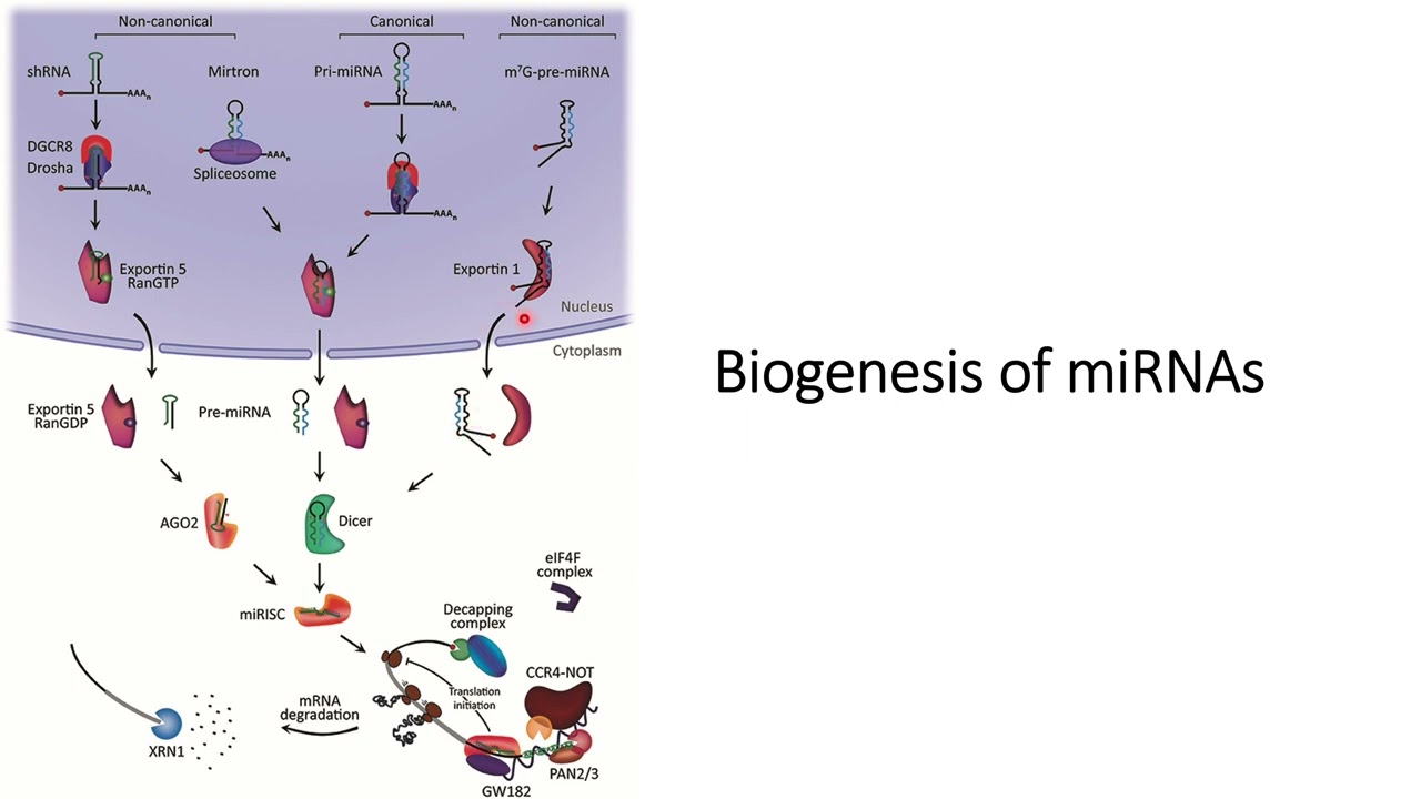 Biogenesis of miRNA: Canonical and Non-Canonical Pathways