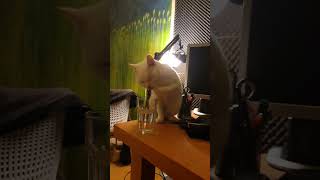 Cat Taste Water With Finger First