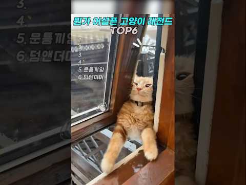 뭔가 어설픈 고양이 레전드 TOP6  #cat #고양이 thumbnail