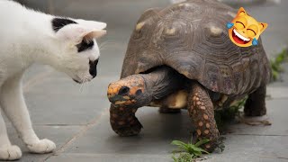 Funny Cats and Turtles! 😱😂 Funniest Animals Video 2023 by City of cats 310 views 1 year ago 7 minutes, 34 seconds