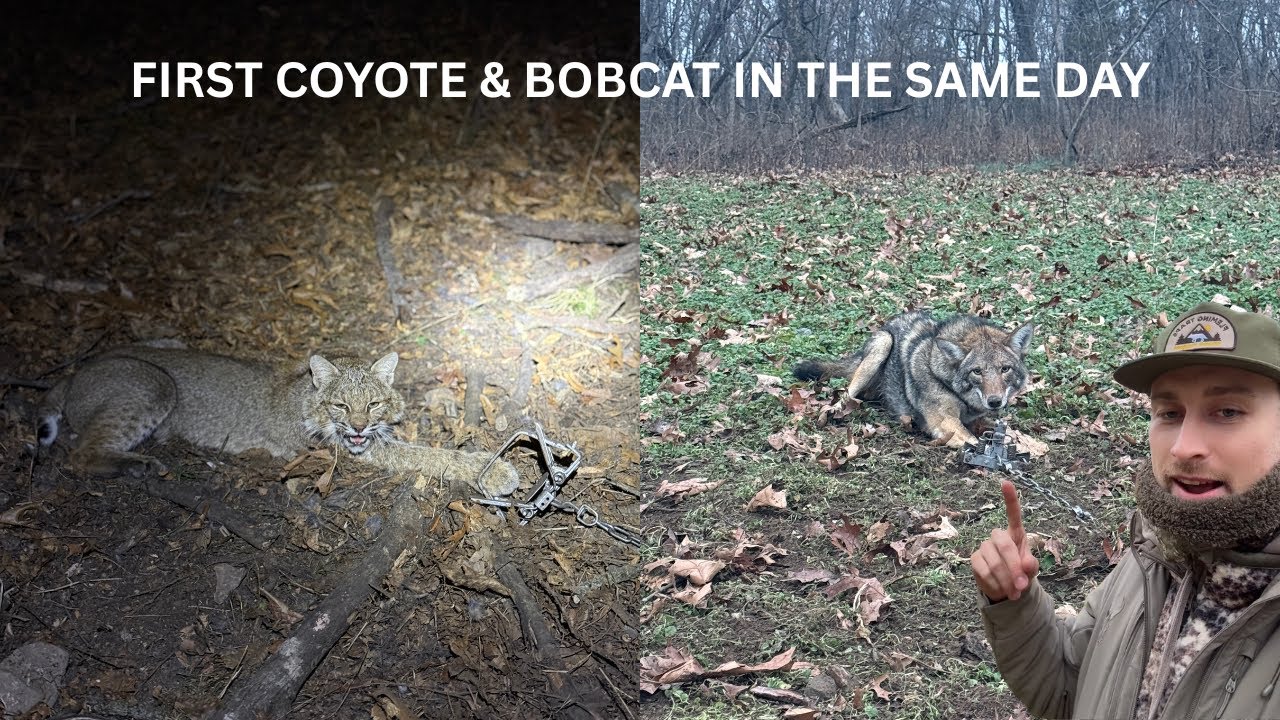 FIRST COYOTE & BOBCAT IN THE SAME DAY - SWMO TRAPPING