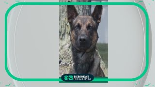 Meet Yoda: the K-9 who bit Cavalcante leading up to his capture