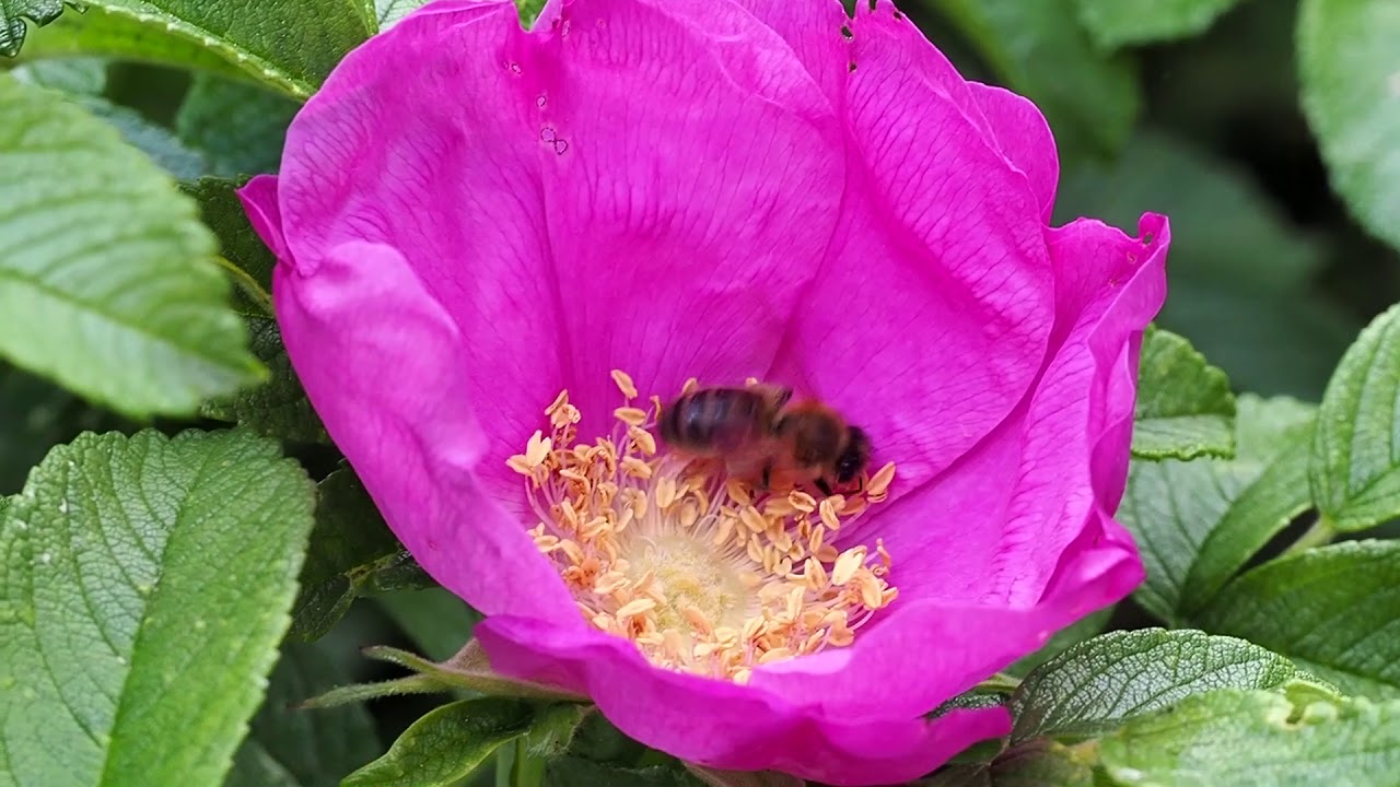 Rośliny miododajne  wiosny - drzewa i krzewy cz. 1