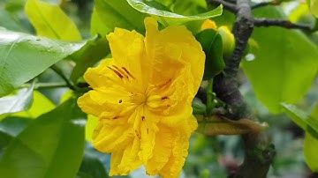 Mai Cúc Bi - Mai Cúc Hương - Cúc Rồng Bay - Cúc Vip 🥰🥰🥰