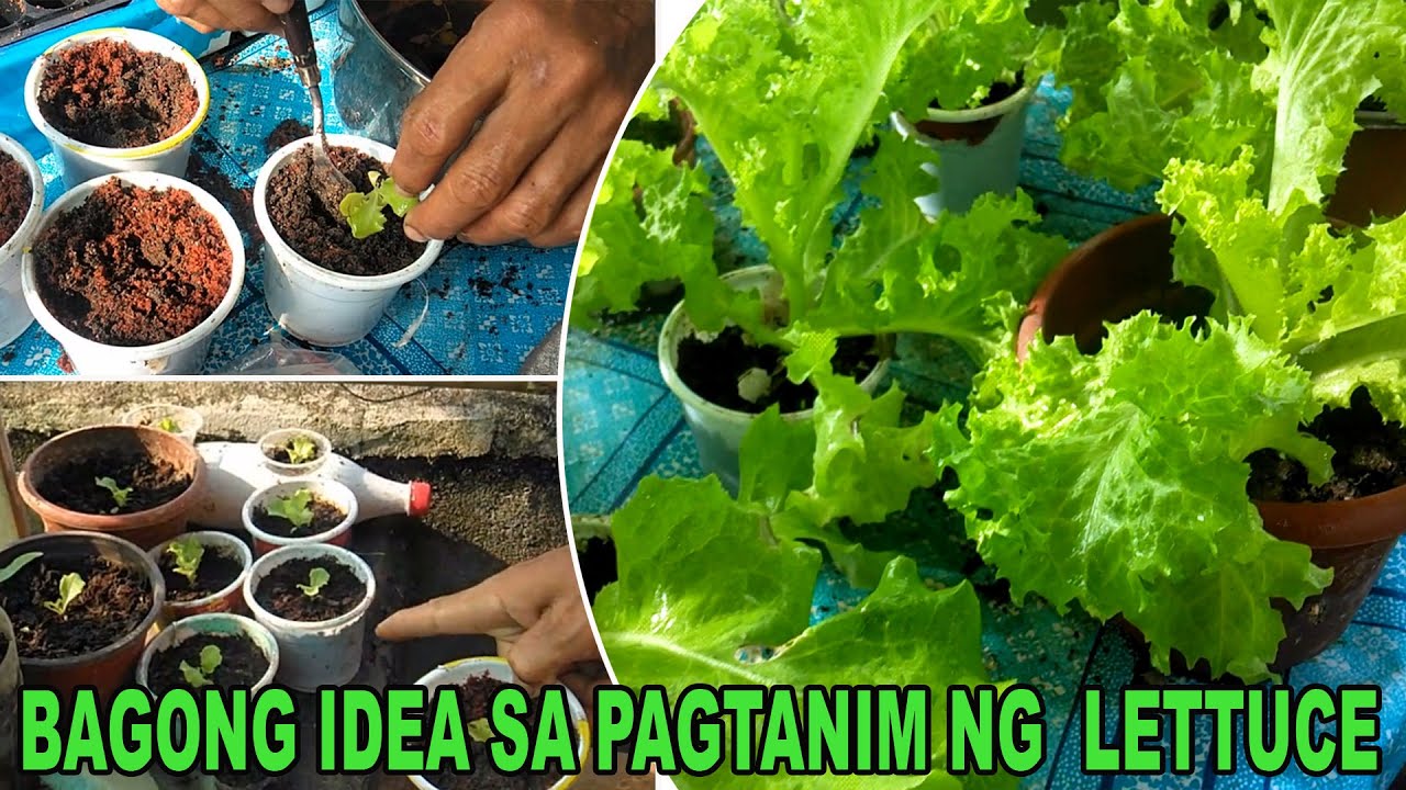 How To Plant LETTUCE in a Cup Extra Lettuce Seedling from DIY