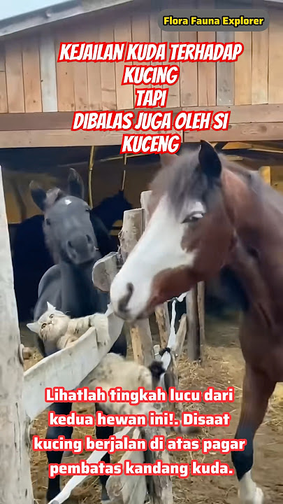 KELAKUAN RANDOM KUDA DAN KUCING #kucinglucu #kuda