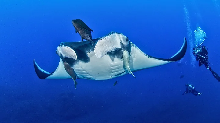 Manta Ray Fish: The Gentle Giants of the Underwater World