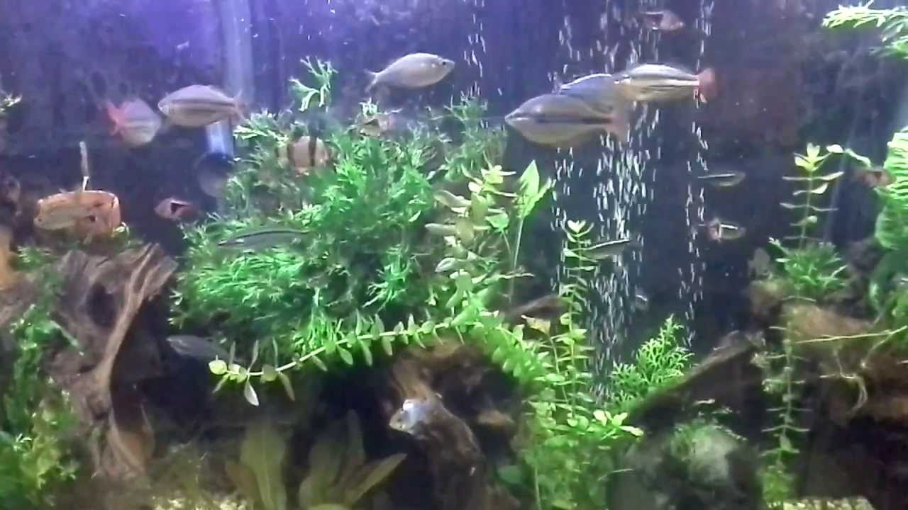 columbian catfish in a 90 gallon community tank YouTube