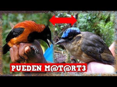 Video: Que Aves Venenosas Existen