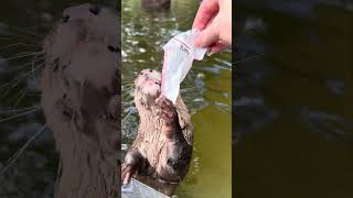 An Edible Ottergram for our Patrons!