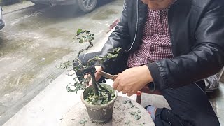 The guy makes small golden marble bonsai, one top and three branches are all soft and beautiful screenshot 5