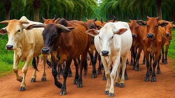 Aktivitas Pengembala mengiring Sapi kampung Berkeliling Menuju ladang, Suara Sapi Moo, Sapi Lucu