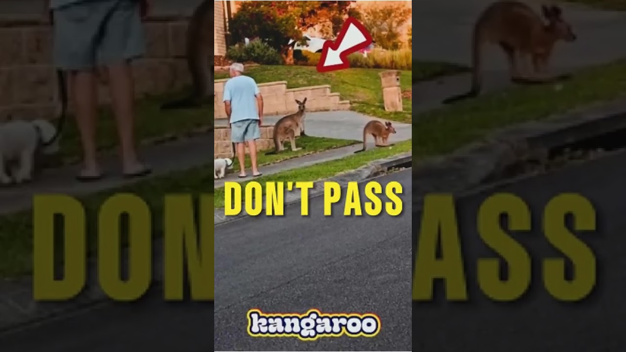 He just wanted to walk his dog