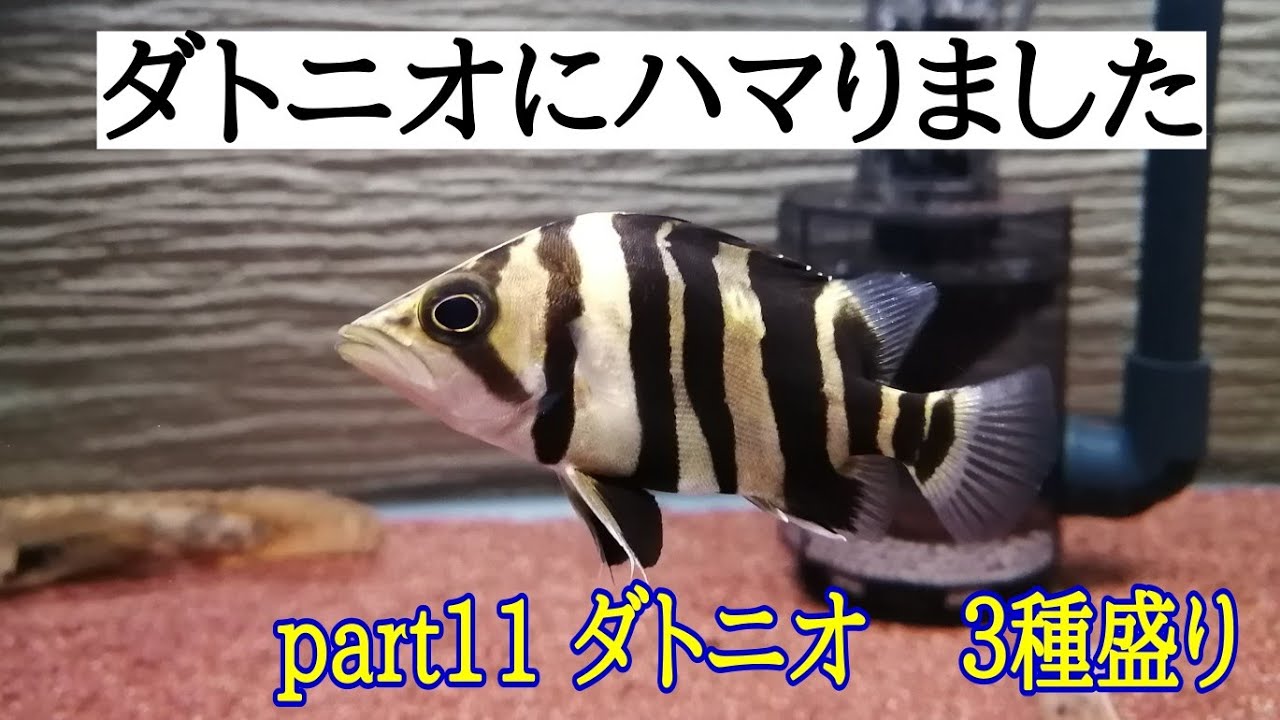 水槽　ダトニオ Datnio is black and spotted! 😂 I tried to make Datnio swim in a