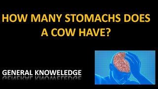 How many stomachs does a cow have?| GENERAL KNOWLEDGE| QUEST CHALLENGE How Many Stomachs Do Cows Have Answer